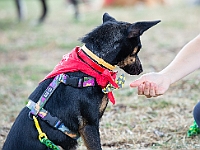 Adoptuj Warszawiaka  Wydarzenie promujące adopcję zwierząt. Organizator: Schronisko dla Bezdomnych Zwierząt "Na Paluchu". 18 sierpnia 2019, Park Raszyński w Raszynie. : park raszyński, adoptuj warszawiaka, na paluchu, schronisko dla zwierząt, centrum warszawy, raszyn